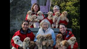 Tipperary labradors give birth to 15-pup 'Superhero' litter