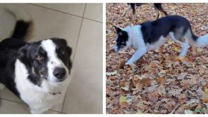 A CHRISTMAS MIRACLE! Tipperary dog returns home on her own after two days missing 