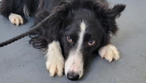 Most dogs seized in Tipperary last year found new homes 