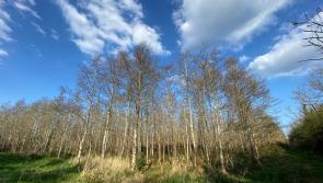 REVEALED: Large-scale forest restoration begins at Tipperary forest to combat Ash dieback 