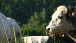 Toomevara farm leader says sector willing to meet climate targets, but State has a role