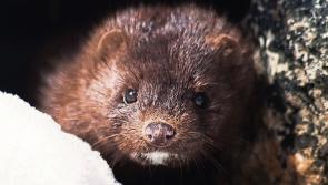 Tipperary TD follows up call for mink tail bounty with appeal for funding to cull predator
