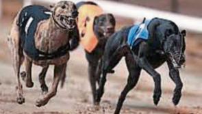 Tipperary trained greyhound now faces real opposition in the Irish Derby final 