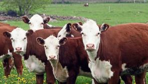 Re-opening of Chinese market presents opportunity for Irish beef