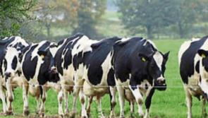 Tipperary councillors in call for assistance to install farm underpasses