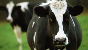 Tipperary's Glanbia members to get 44cpl for January milk