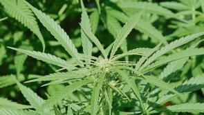 Nenagh man who turned his home into a cannabis growhouse is jailed for 18 months