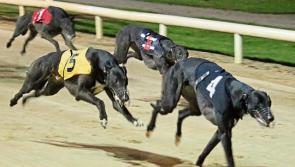 Greyhound racing: Breath-taking finish to Taylor treble at Thurles