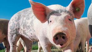Tipperary TD to raise challenges facing farming at Dáil committee meeting