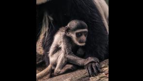 Nenagh photographer finishes as runner-up in Fota Wildlife competition for rare species snap