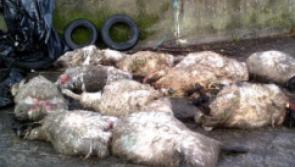 HORRIFIC: Nenagh gardaí and dog warden are investigating a sheep kill in Dolla