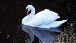 Former Nenagh farm leader questions bog project following swan shooting court case