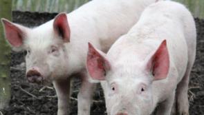 Tipperary pig farmers are losing money for 400 days says the IFA