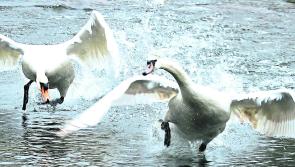 Heritage Week in Tipperary: Citizen science project  at Cabragh Wetlands