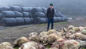 Moneygall sheep 'massacre': Appeal to track down dogs that slaughtered 50 animals