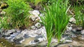 Nenagh councillor describes as 'damning' EPA report into Ballycommon wastewater plant