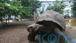 REVEALED: How tortoises slow down ageing process