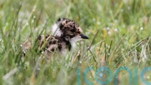 Endangered bird makes return to Irish bog thanks to conservation efforts