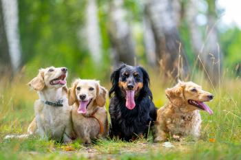Ireland&rsquo;s pet industry undergoes a remarkable digital transformation