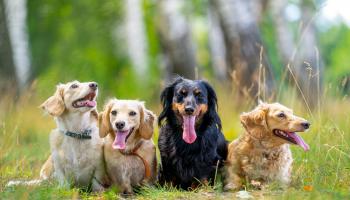 Ireland&rsquo;s pet industry undergoes a remarkable digital transformation