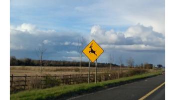 ALERT: Gardaí warn motorists to watch out for ‘active and unpredictable’ wild animals