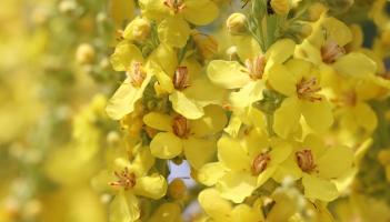 Event for gardeners to take place in Tipperary just in time for the Spring season