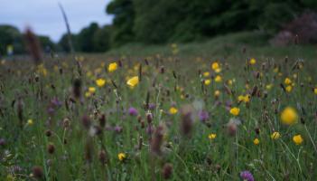 Tipperary County Council introduce new biodiversity officer