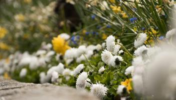 EDITORIAL: We should be very proud of all our Tidy Towns Committees in Tipperary
