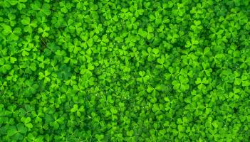 ST PATRICK'S DAY: Start times and schedules for parades throughout Tipperary