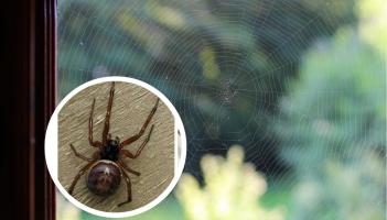 ALERT: Risk of deadly false widow spiders inside Irish homes amid bite warning