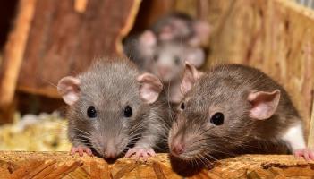 'Can easily get in' - Chilling warning over 'climber' rats invading Irish homes