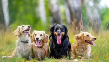 Ireland&rsquo;s pet industry undergoes a remarkable digital transformation
