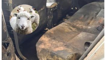 'Farmyard chic' - NCT testers took drastic action when this car arrived for test