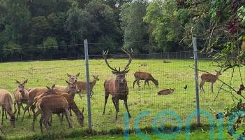 Anger over ‘callous killing’ of stag which was found beheaded