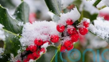 Parents warned to keep medicines, berries and reed diffusers away from children