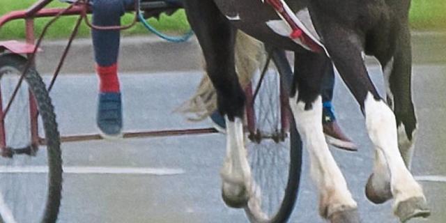 Protest planned in a Tipperary town after horrifying horse death sparks outrage