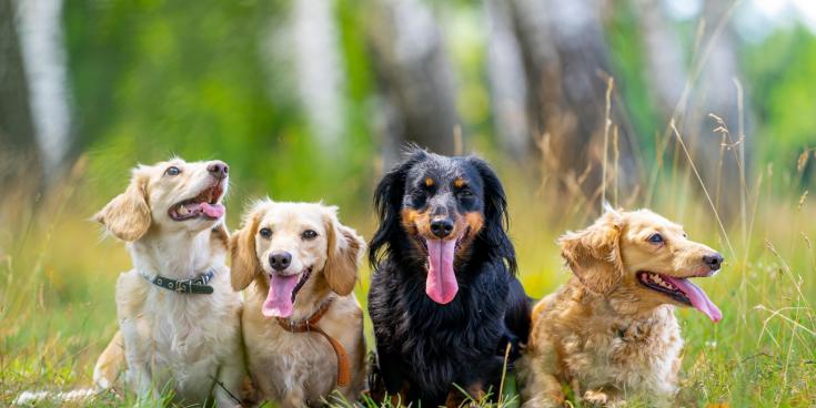 Ireland’s pet industry undergoes a remarkable digital transformation