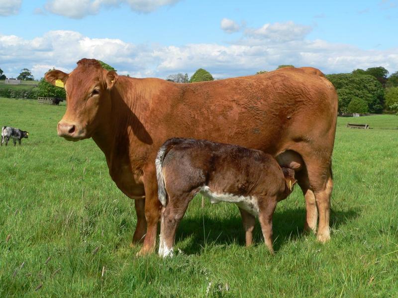 Tipperary farming: Macra president calls for aid over 'uncertainty' facing beef finishers