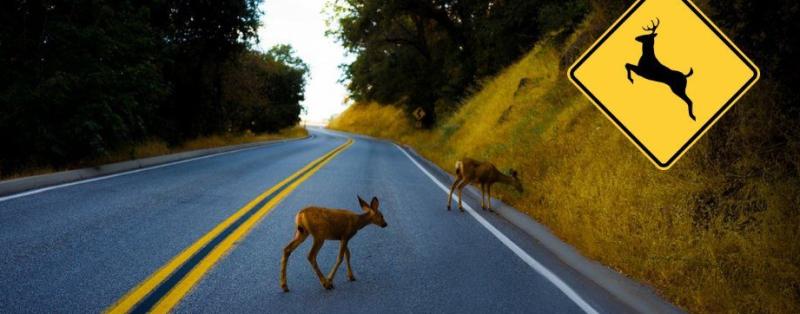 BREAKING: Tipperary TD escapes injury following  collision with deer