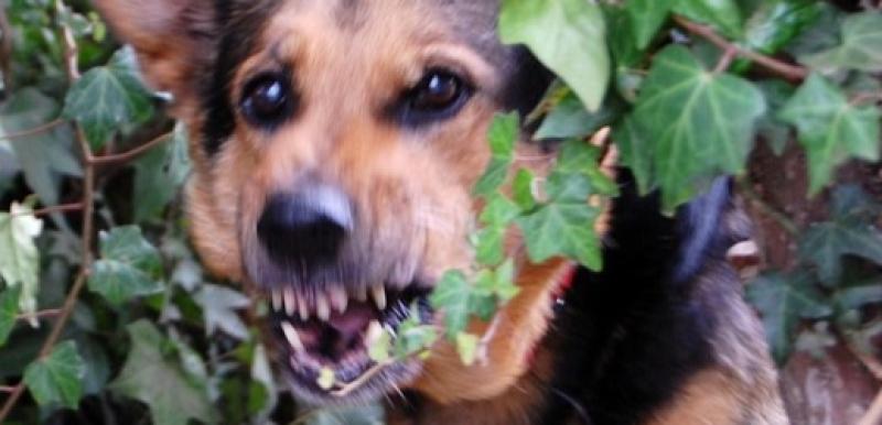 Tipperary TD seeks 'robust dog legislation' following sheep kills and attack on woman