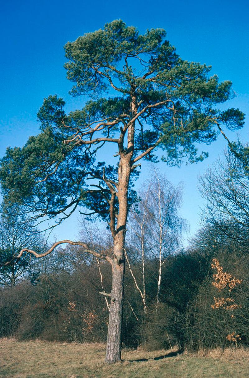 Tipperary schools help to plant trees in Africa
