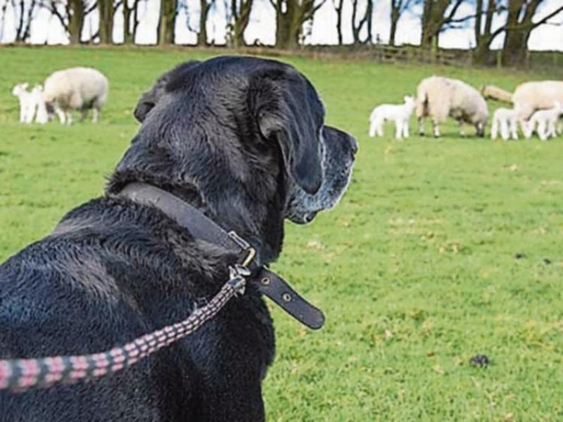 BE AWARE: Dog owners in Tipperary warned to use caution during upcoming lambing season