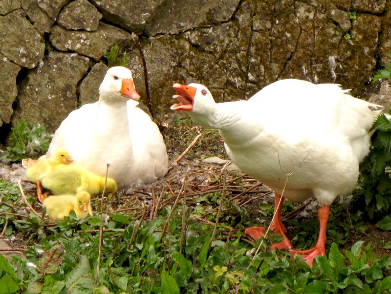 Fota Wildlife Park to reopen before Christmas following a ten week long closure 