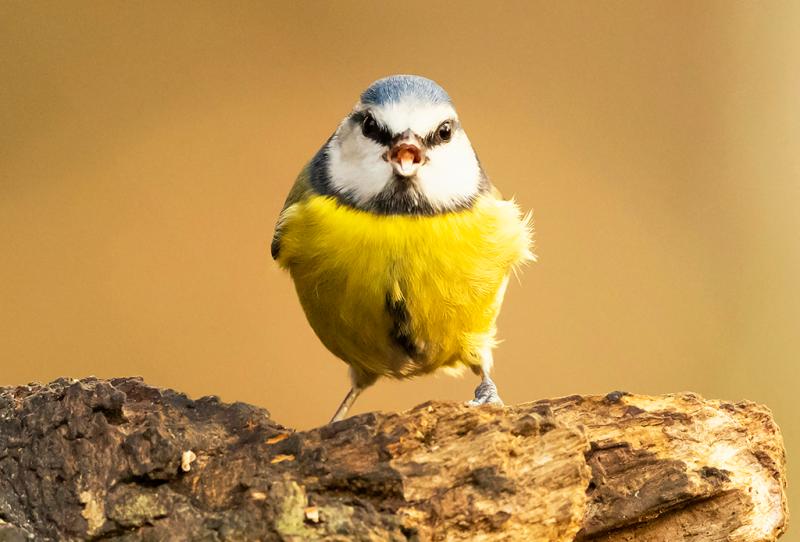 On song: Tipperary people will be more chirpy if they feed the birds this winter