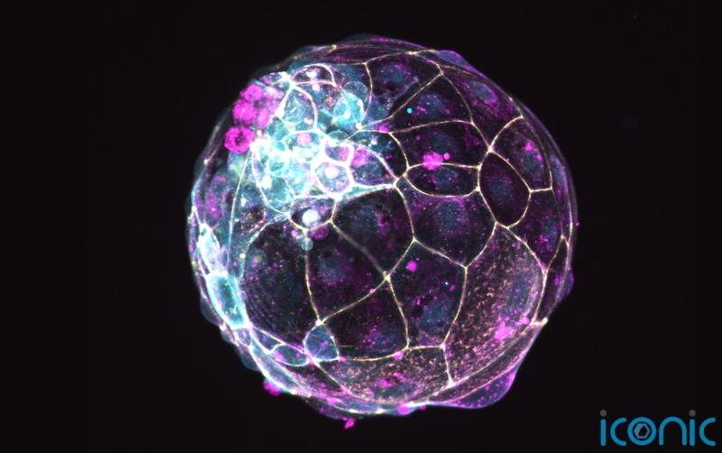 New research on embryos can help improve IVF success rates