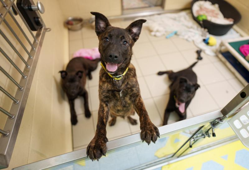 Irish dog charity alarmed after receiving large number of rehoming requests