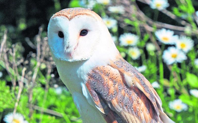 Tipperary's urban wildlife features in new video backed by local council