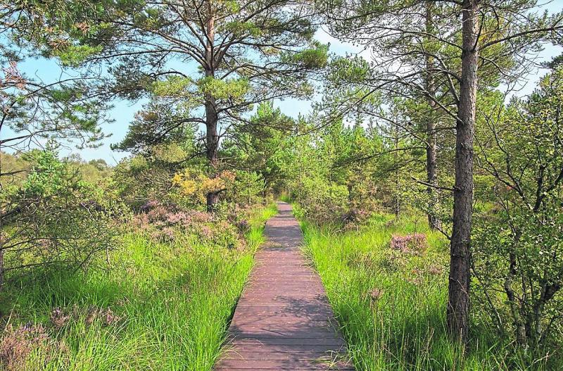 Nenagh Walking Club to take a gentle stroll through Killaun bogland