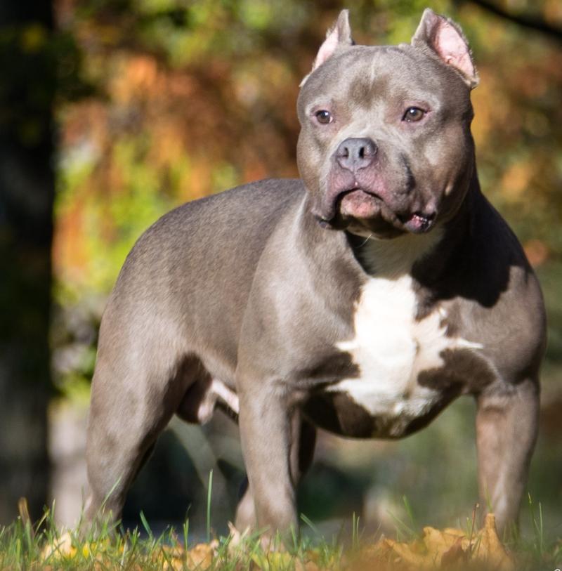 Nenagh Court hears Tipperary man had no leash or licence for American Bully