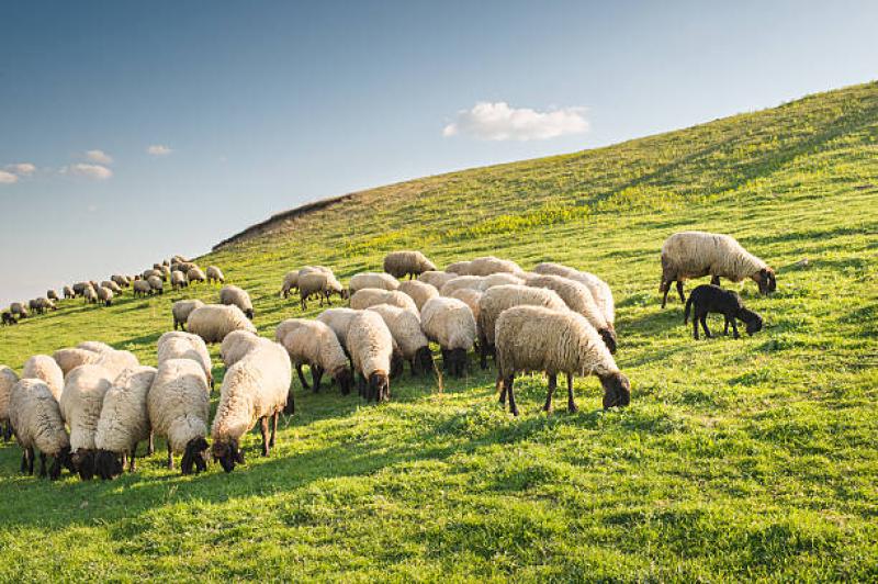 Nenagh gardaí issue warning to pet owners following another dog attack on sheep